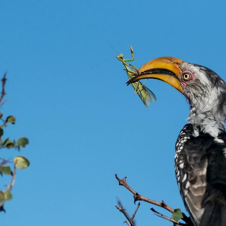 Вілла Africa On Foot приватний заповідник Класері Екстер'єр фото