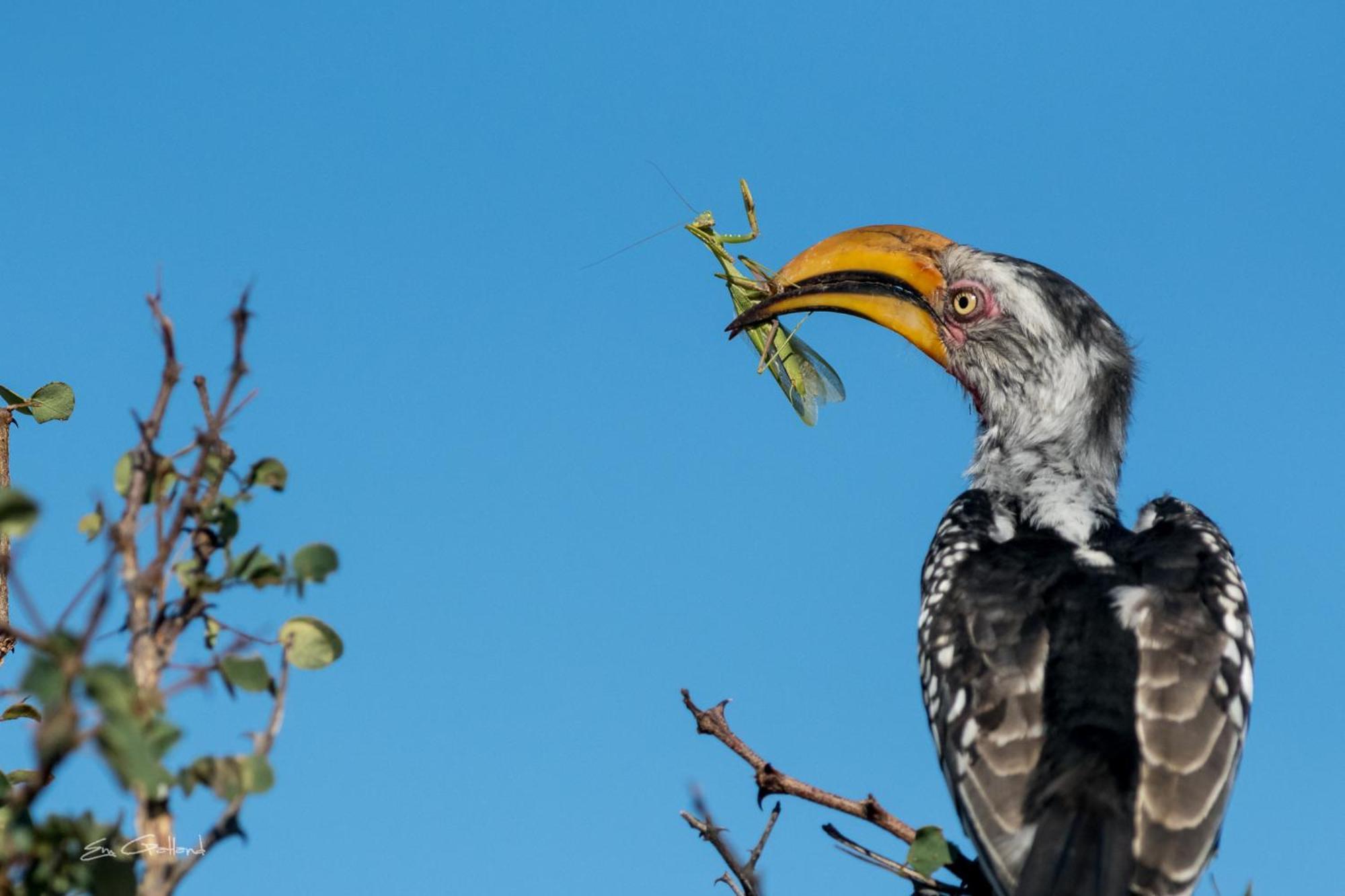 Вілла Africa On Foot приватний заповідник Класері Екстер'єр фото