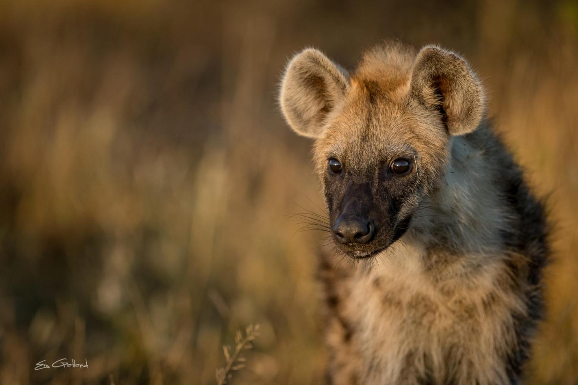 Вілла Africa On Foot приватний заповідник Класері Екстер'єр фото