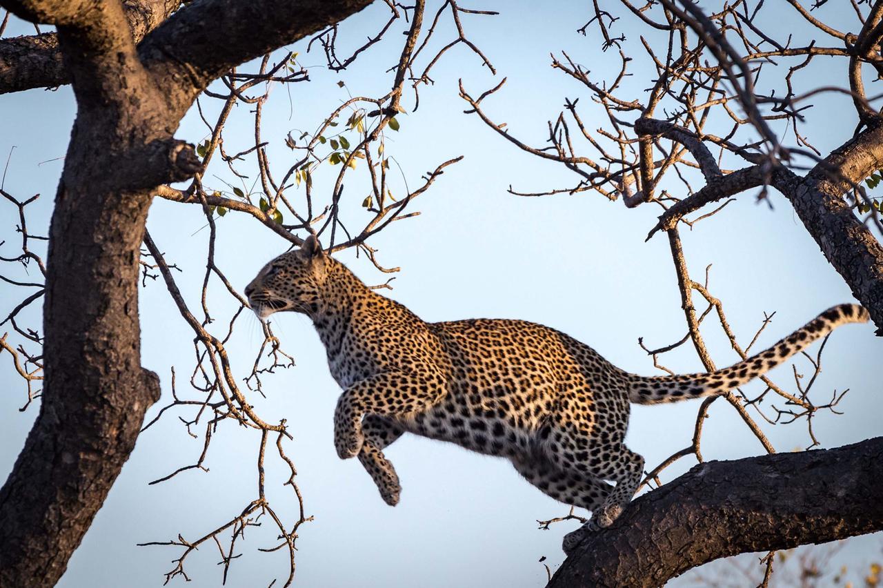 Вілла Africa On Foot приватний заповідник Класері Екстер'єр фото